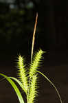 Giant sedge